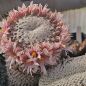 Preview: Mammillaria pectinifera